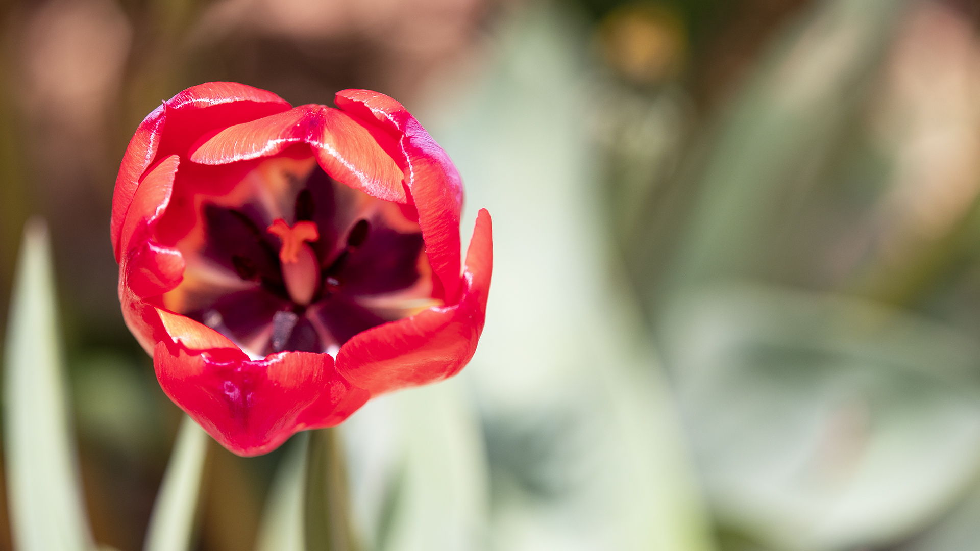 Luxuriate in blooming verse: A case for expanding National Poetry Month into a full season