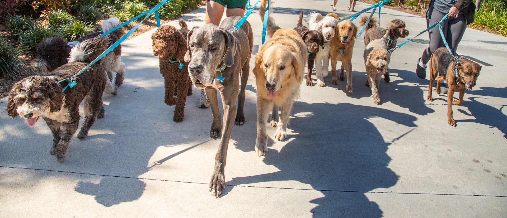 Dogs display many traits of great leaders − here are 5 breeds that can be your leadership role models