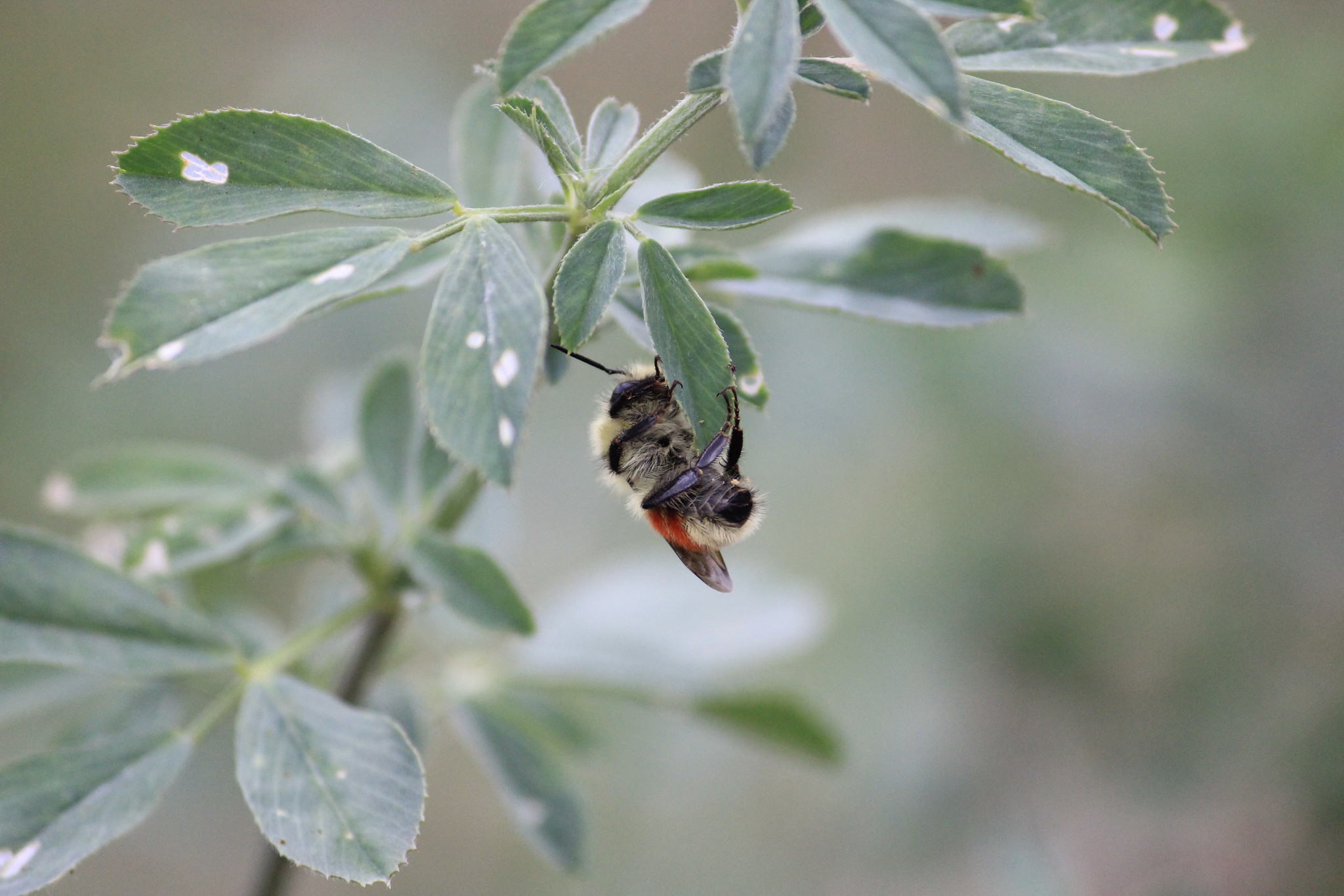 Buzzing to volunteer? Kansas looks for help with Great Plains Bumble Bee Atlas